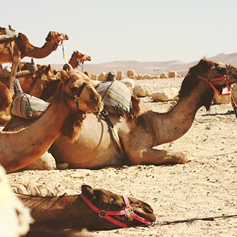 埃及超值選～全程住五星、吉薩金字塔、探訪雙神殿、尼羅河遊輪10日