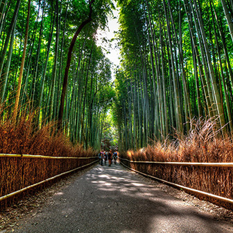 【主題旅遊】世界文化遺產玩騎～京都自行車５日